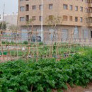 HUERTOSECOLOGICOSaspe_alicante