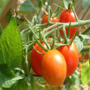 tomates