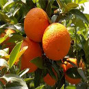 naranjas2