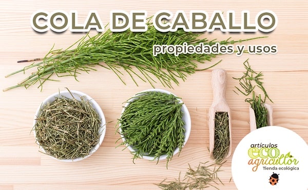 Cola De Caballo Propiedades Y Usos Medicinales De Esta Planta