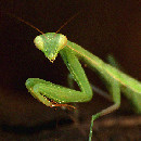 mantis portada