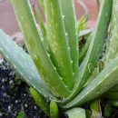 cultivo aloevera