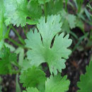 sembrar cilantro