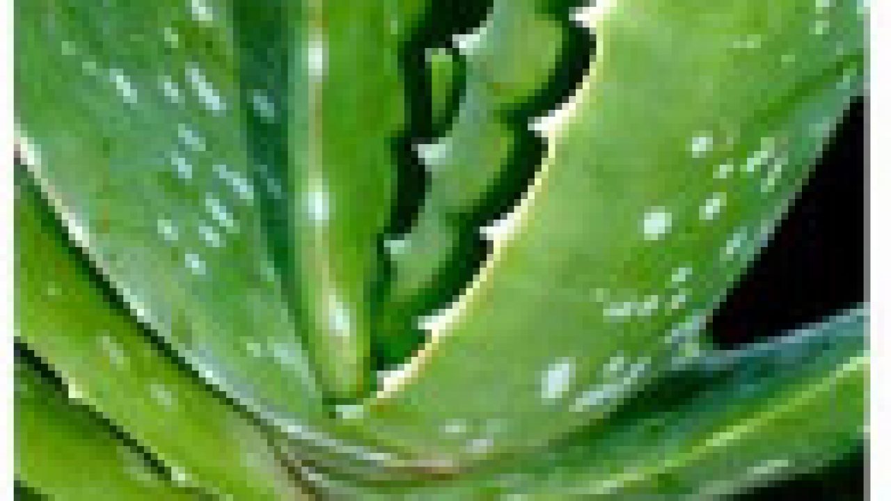 Solenoide Gran engaño Arado Aloe Vera o Sábila, 33 propiedades y usos medicinales