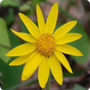 arnica