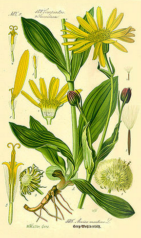 arnica