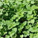 cuidar oregano