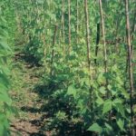 Alubia: Manual para su cultivo en agricultura ecológica