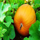 cultivo calabaza