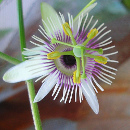 passiflora