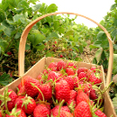 propiedades fresas