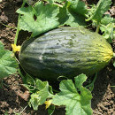 cultivo melon