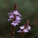 verbena