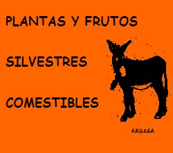 plantas silvestres comestibles