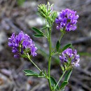 propiedades alfalfa