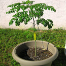 sembrarcultivarmoringa