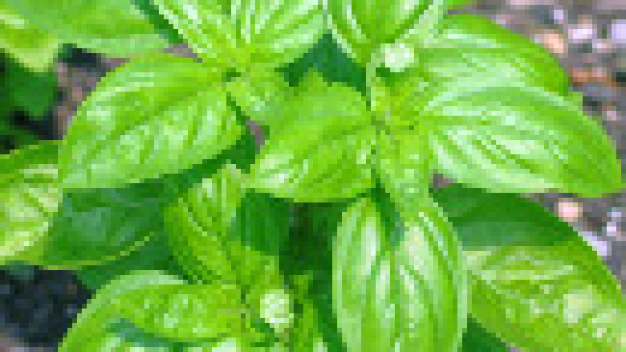 Albahaca, propiedades medicinales y usos de esta planta ▷ECOagricultor®◁