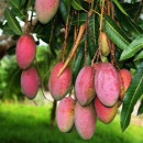 cultivar mango