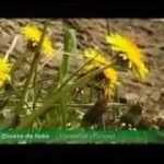 Vídeo plantas medicinales: Diente de león