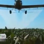 Vídeo: Fumigaciones de agrotóxicos (Contaminación Cero)