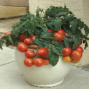 huerto urbano tomates
