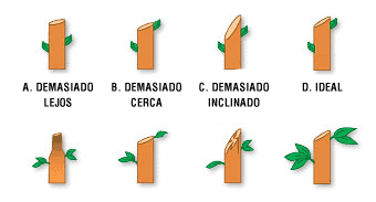 Poda de árboles: cómo y cuándo se realiza y herramientas necesarias