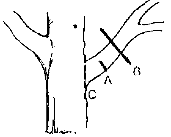 Resultado de imagen para cortes de ramas ideal