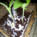 fungicida ecologico casero hongo blanco