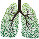 alimentos pulmones