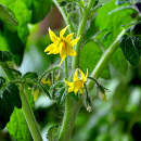 tomatera sin fruto