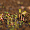 fertilidad huerta