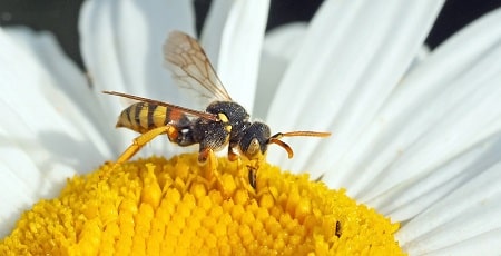 picadura avispa abeja remedios