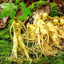 propiedades ginseng