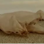 Vídeo: La bolsa de plástico