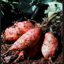 cultivar batata