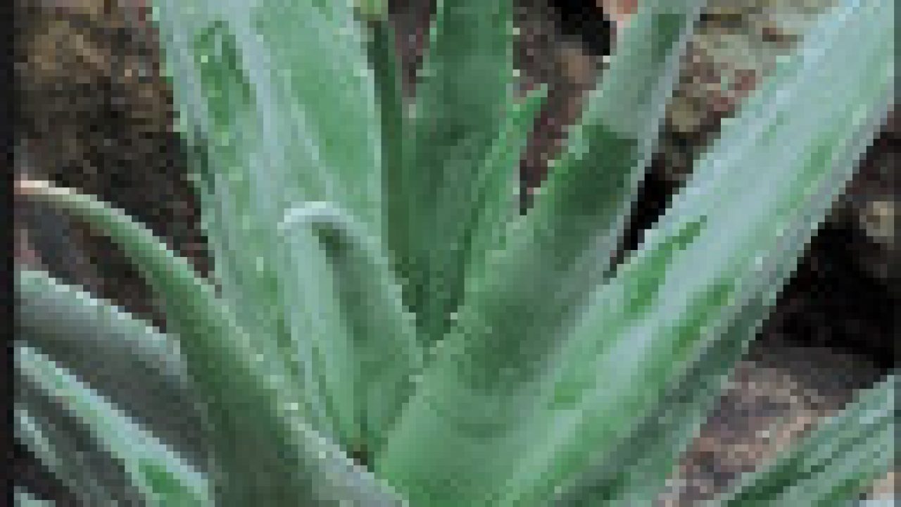 Aloe și vene varicoase
