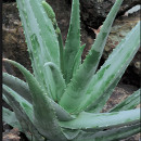 propiedades del aloe vera