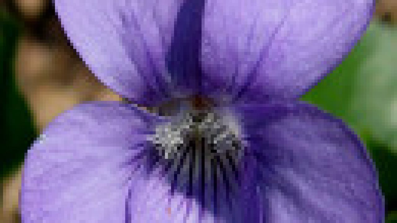 Violeta: sorprendente planta medicinal | ECOagricultor