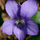 propiedades medicinales violeta