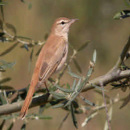 aves y agricultura