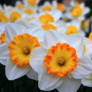 narcisos