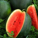 plantar sandia