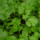 cilantro