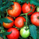 plantar tomates