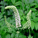 cohosh negro