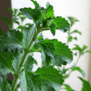 stevia liquida