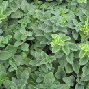 plantar oregano