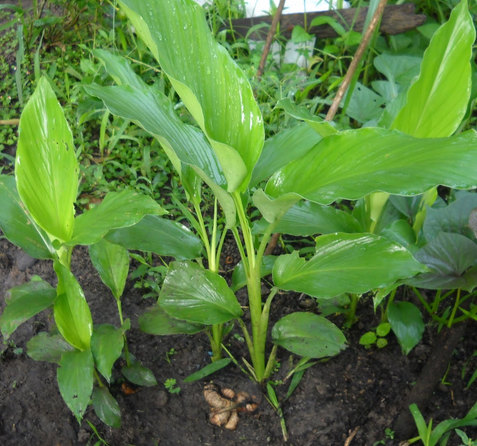 Plantar Curcuma O Tumerico En El Huerto