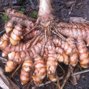 PLANTAR CURCUMA