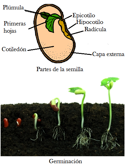 Partes de semilla | ECOagricultor